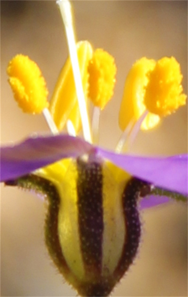 Austin Photo Studio,
Beautiful Photos,
Texas Flowers,
Photo Gallery,
Austin Artist,
Austin Art,
Dapacu